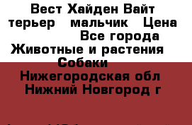 Вест Хайден Вайт терьер - мальчик › Цена ­ 35 000 - Все города Животные и растения » Собаки   . Нижегородская обл.,Нижний Новгород г.
